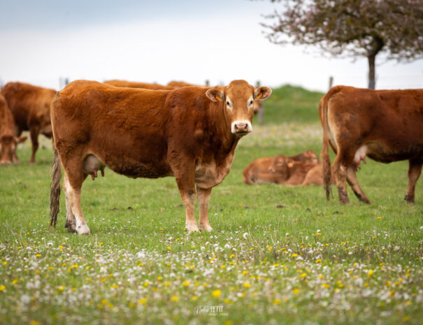 Troupeau vaches allaitantes - ferme de Chambray
