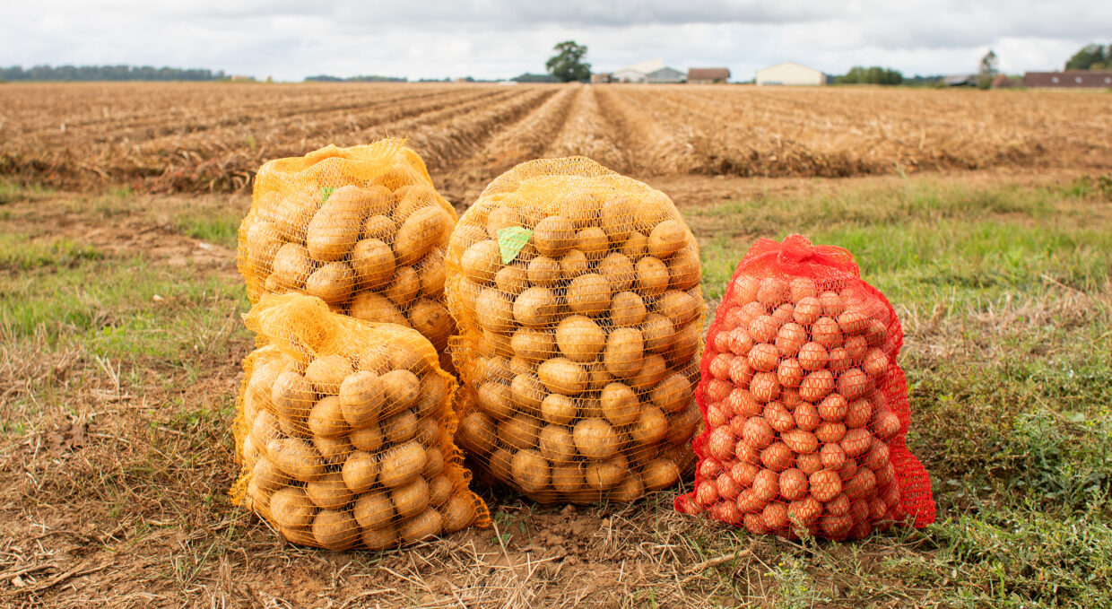 Sacs de pommes de terre - 10kg et 25kg